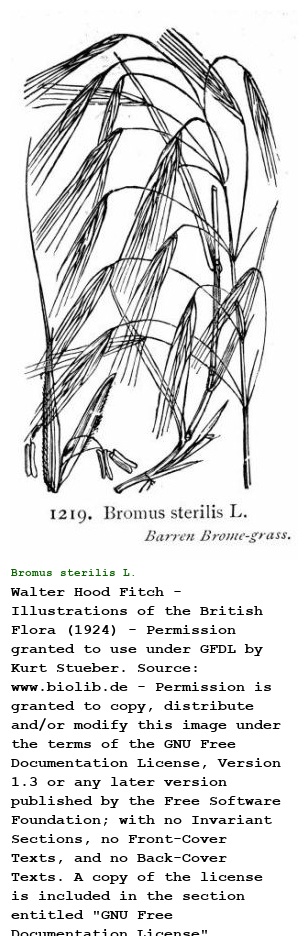 Bromus sterilis L.